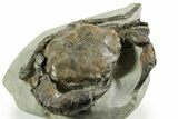 Exceptional Fossil Crab (Pulalius) - Washington State #367607-1